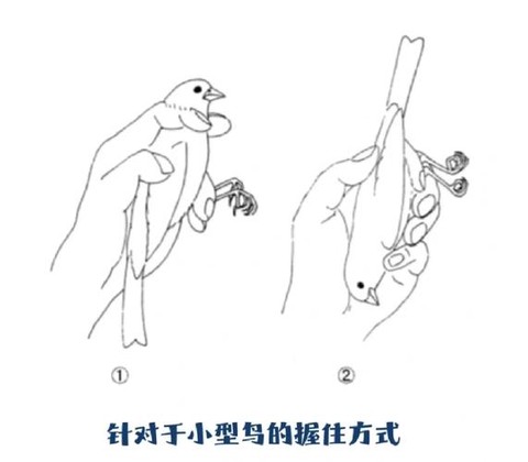 荒野大镖客怎么打小鸟