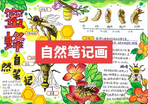 迷你世界蜜蜂怎么养